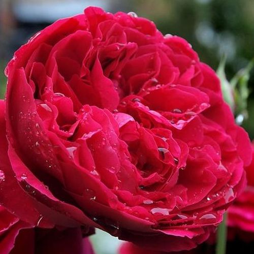 E-commerce, vendita, rose, in, vaso rose inglesi - rosso - Rosa Leonard Dudley Braithwaite - rosa intensamente profumata - David Austin - I fiori a forma di coppa si sviluppano dai suoi gemelli scarlatti, ha fragranze succulente e fresche come quelle dell